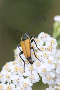 <i>Stictoleptura fulva</i>