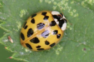 <i>Harmonia axyridis</i>
