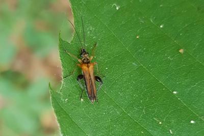 <i>Oedemera podagrariae</i>