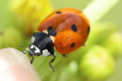 <i>Coccinella septempunctata</i>
