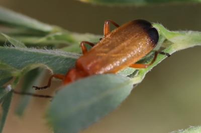 <i>Rhagonycha fulva</i>