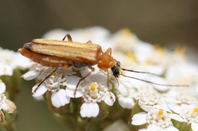 <i>Oedemera podagrariae</i>