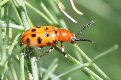 <i>Crioceris duodecimpunctata</i>