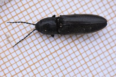 <i>Hemicrepidius hirtus</i>