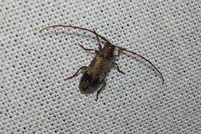 <i>Exocentrus adspersus</i>