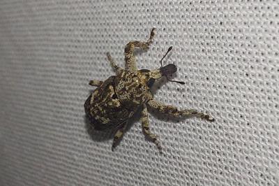 <i>Gasterocercus depressirostris</i>