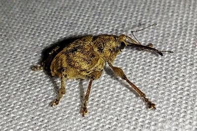 <i>Curculio</i>