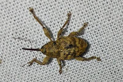 <i>Curculio</i>