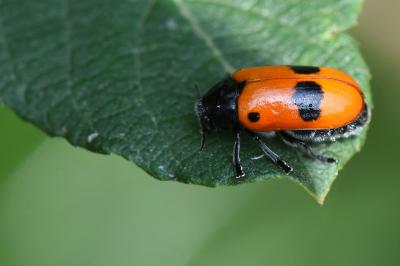 <i>Clytra laeviuscula</i>