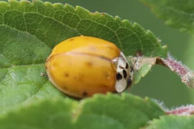 <i>Harmonia axyridis</i>