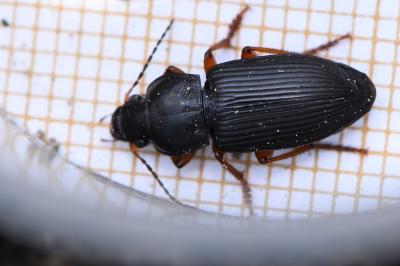 <i>Anisodactylus binotatus</i>