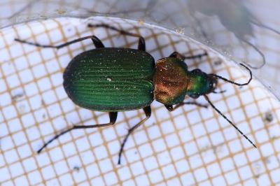 <i>Chlaenius nigricornis</i>