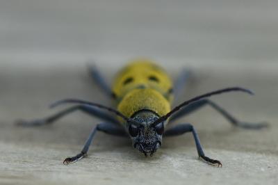 <i>Chlorophorus glabromaculatus</i>