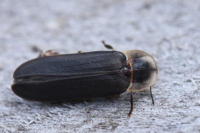 <i>Lampyris noctiluca</i>