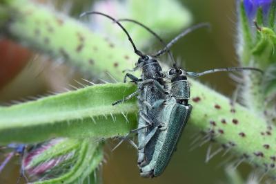 <i>Opsilia coerulescens</i>