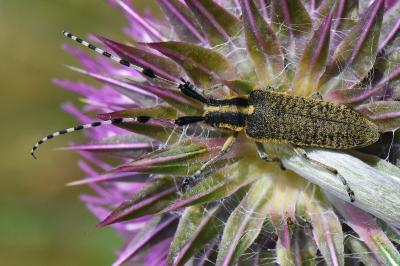 <i>Agapanthia dahli</i>