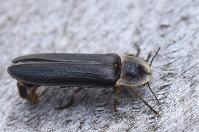<i>Lampyris noctiluca</i>