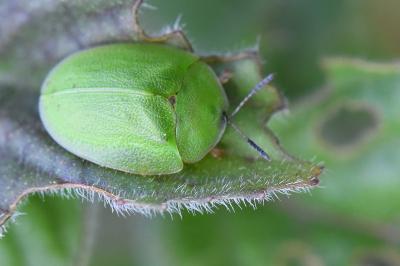 <i>Cassida viridis</i>