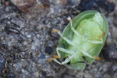 <i>Cassida viridis</i>