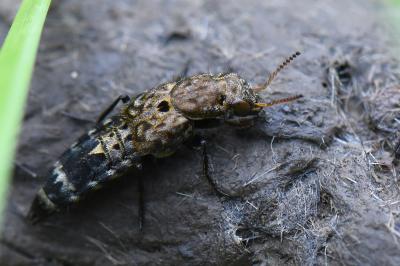 <i>Ontholestes murinus</i>