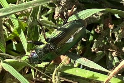 <i>Harpalus affinis</i>