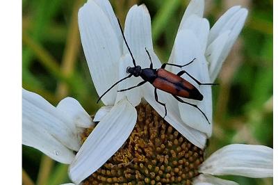 <i>Stenurella bifasciata</i>