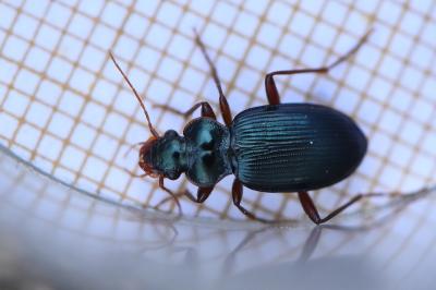 <i>Leistus spinibarbis</i>