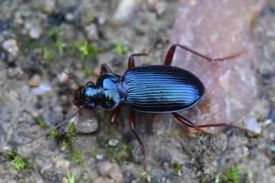 <i>Leistus spinibarbis</i>