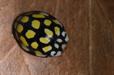 <i>Sospita vigintiguttata</i>