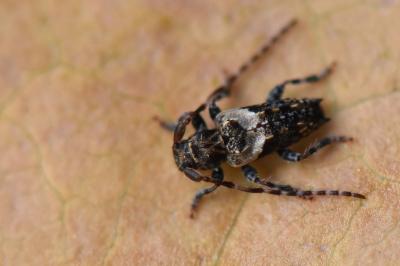 <i>Pogonocherus hispidus</i>