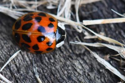 <i>Harmonia axyridis</i>
