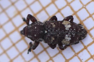 <i>Pissodes castaneus</i>