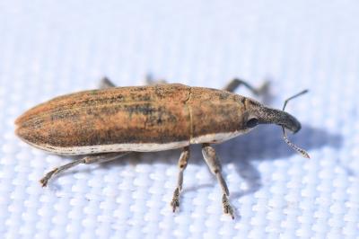 <i>Lixus ochraceus</i>