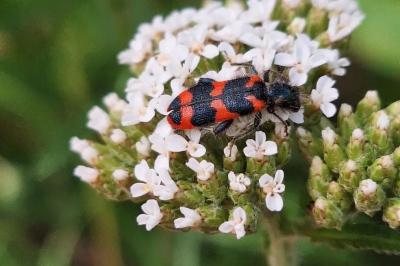 <i>Trichodes alvearius</i>