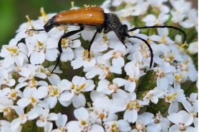 <i>Stictoleptura fulva</i>