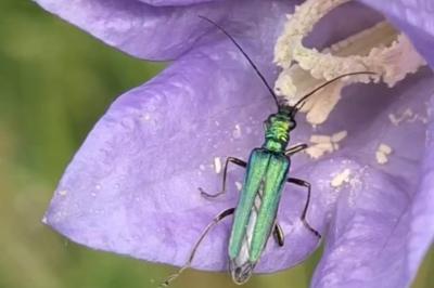 <i>Oedemera nobilis</i>
