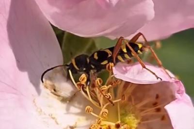 <i>Clytus arietis</i>