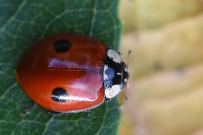 <i>Adalia bipunctata</i>