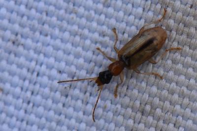<i>Demetrias atricapillus</i>