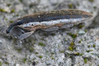 <i>Lixus ochraceus</i>