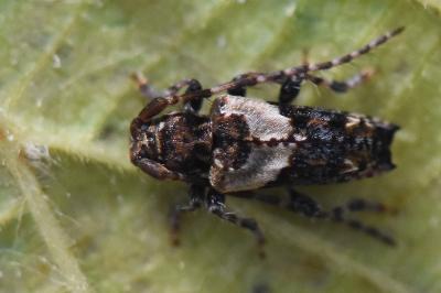 <i>Pogonocherus hispidus</i>