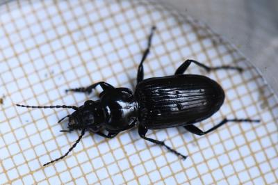 <i>Pterostichus aterrimus</i>