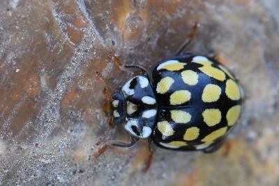 <i>Sospita vigintiguttata</i>