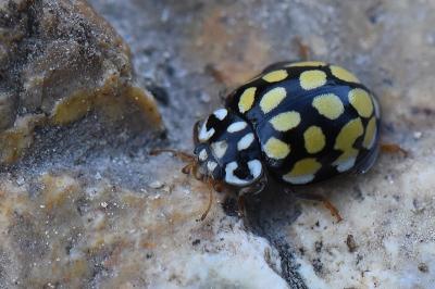 <i>Sospita vigintiguttata</i>
