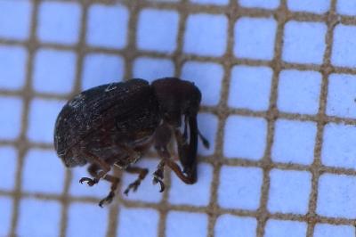 <i>Anthonomus</i>