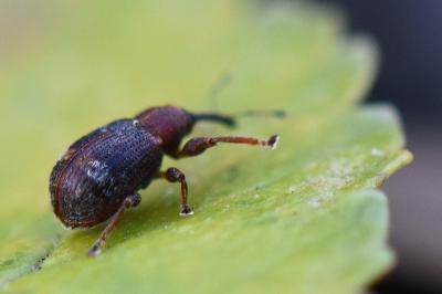 <i>Anthonomus</i>