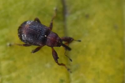 <i>Anthonomus</i>