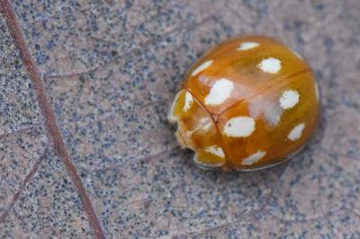 <i>Calvia decemguttata</i>