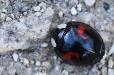 <i>Harmonia axyridis</i>