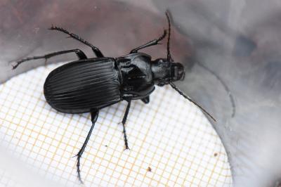 <i>Abax parallelepipedus</i>